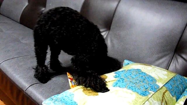 [WB500] 우리집 강아지 смотреть онлайн