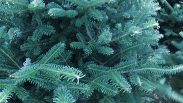 16 041 Пихта Фразера срезанная 1.50 – 1.75 м. смотреть онлайн