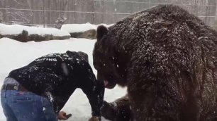 Лучший друг медведя