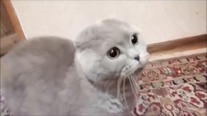 Кот говорит - Я Коля!?