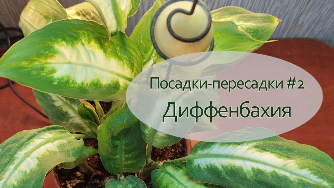 Домашнее цветоводство - посадки и пересадки. Диффенбахия. Хроника, февраль 2023