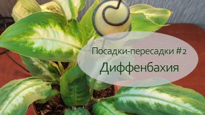 Домашнее цветоводство - посадки и пересадки. Диффенбахия. Хроника, февраль 2023