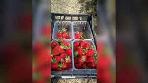 Сорт клубники который нас приятно удивил! клубника ДЖОЛИ!