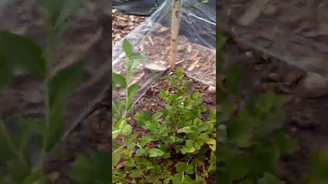 Голубика разных сортов на песчаной почве посаженая без торфа в кору хвойных пород. смотреть онлайн