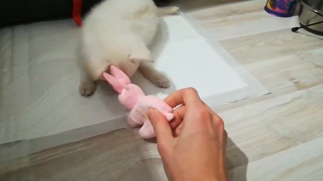 Как играет щенок 2.5 месяца. How does a puppy play 2.5 months смотреть онлайн