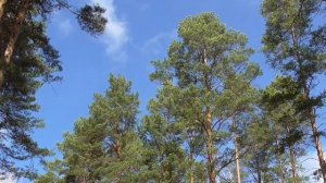 Я знаю моя шея здоровая Для мужчин  Настрои академика Сытина Г.Н.