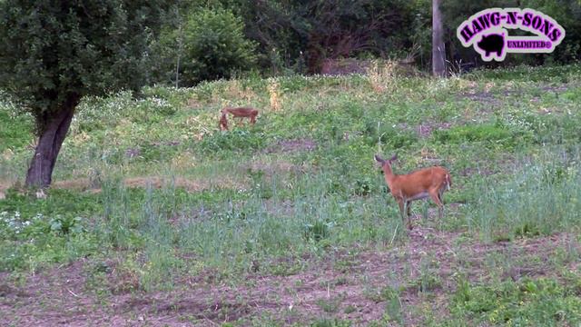 Habitat Management Success is Future World Class Whitetail Bucks Deer Hunting смотреть онлайн