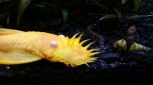 Жёлтый анциструс, хозяин аквариума