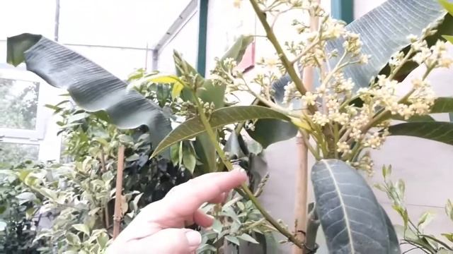 Манго (завязь) смотреть онлайн