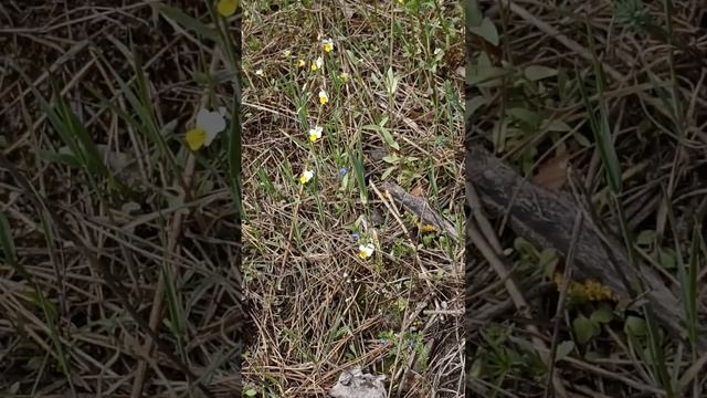 #Дніпро.23 квітня 2023. #гриби #маслюки смотреть онлайн