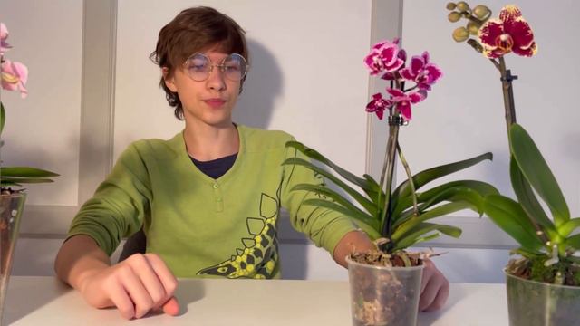 КОЛЛЕКЦИЯ МОИХ🌸🍃МИНИ ОРХИДЕЙ смотреть онлайн