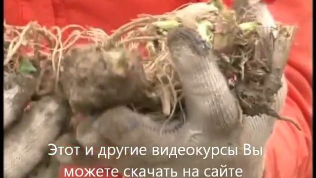 Топинамбур на  шести сотках