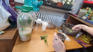 Посадка черенков цитрусовых