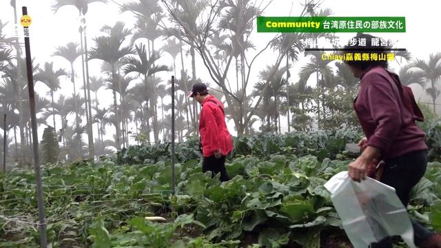 阿里山國家風景區嘉義梅山~本当に綺麗な風景-太平雲梯