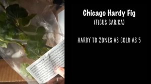 Baker Creek Live Plant Unboxing - Russian Hardy Pomegranate, Chicago Hardy Fig, Aronia, and Mulberr