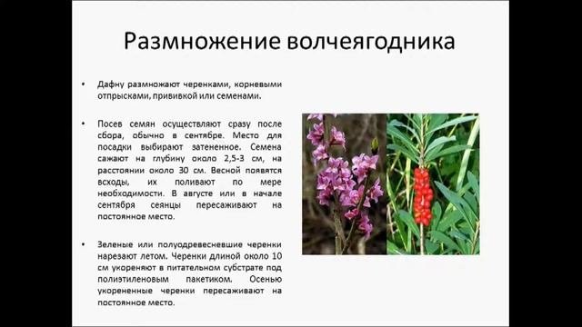 ВОЛЧЕЯГОДНИК