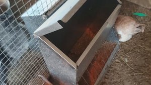 ПРИ ТАКОМ УХОДЕ ЗА КУРАМИ-НЕСУШКАМИ БУДЕТ ПОСТОЯННАЯ ЯЙЦЕНОСКОСТЬ |   ПЕРЕЯРКА И МОЛОДОЙ ПЕТУХ