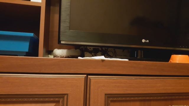 О плюсах содержания бурундуков дома смотреть онлайн