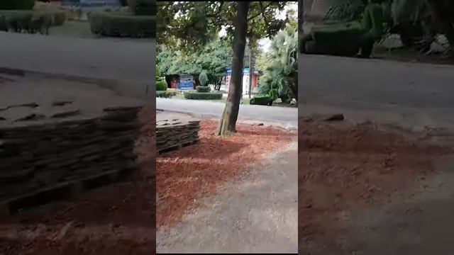 Лазаревский парк 15 января 2024 год