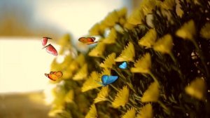 ПЕСНЯ ПРО КОРДАЙ