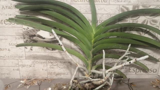 Орхидея Ванда, наращиваем корни смотреть онлайн