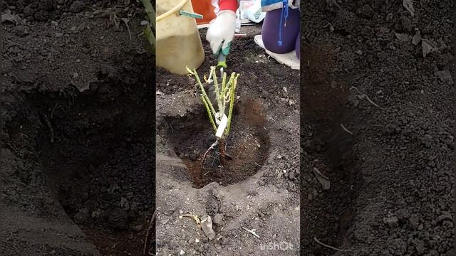 Процесс посадки куста розы. Мой опыт. Сад на Южном Урале. смотреть онлайн