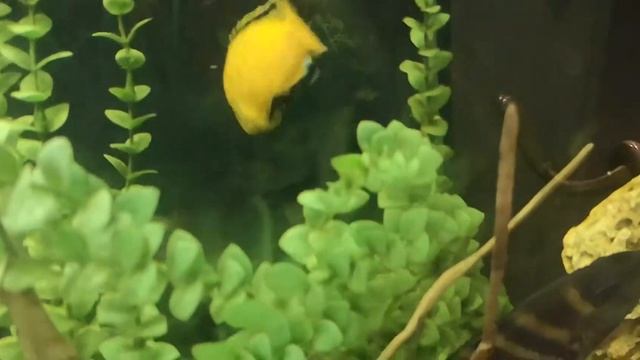 Мастацембел Арматус (Mastacembelus armatus) смотреть онлайн