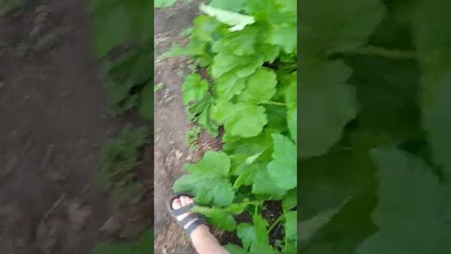 сбор кабачков