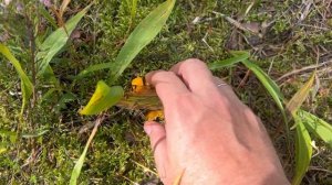 От лисичек нет отбоя: грибалка на Селигере