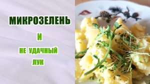 Микро-зелень. Когда срезать. Неудачный лук. Ростки гороха. #микрозелень