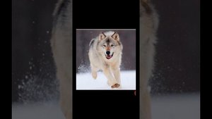 Джавана моя царица