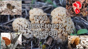 ТОП 5 весенних грибов