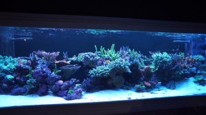 300G In-Wall Reef Tank Update - Success! 1 Year Later
