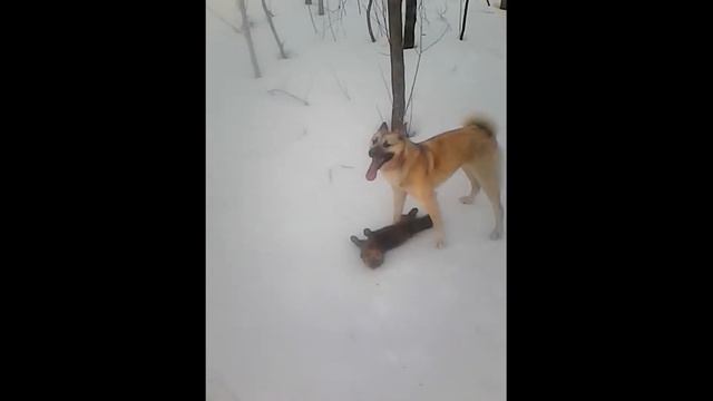 Сибирская лайка загнала соболя смотреть онлайн