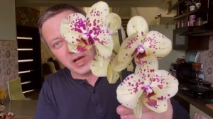 ОРХИДЕИ могут цвести ГОДАМИ и сколько можно не пересаживать орхидею с магазина