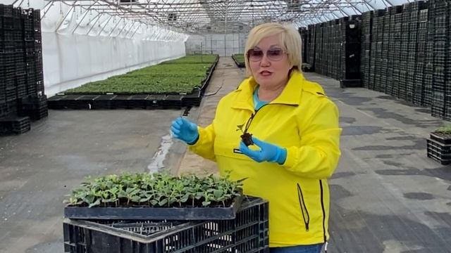ЧАСТЬ 1 Циклы выращивания гортензии