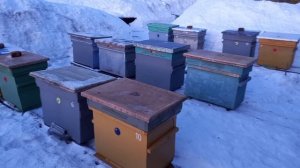 Ранняя выставка пчел на Урале