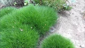 Овсяница зеленая. Злак.