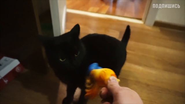 Пес под старость лет решил перевернуть квартиру. Приколы с животными / SANISHOW смотреть онлайн