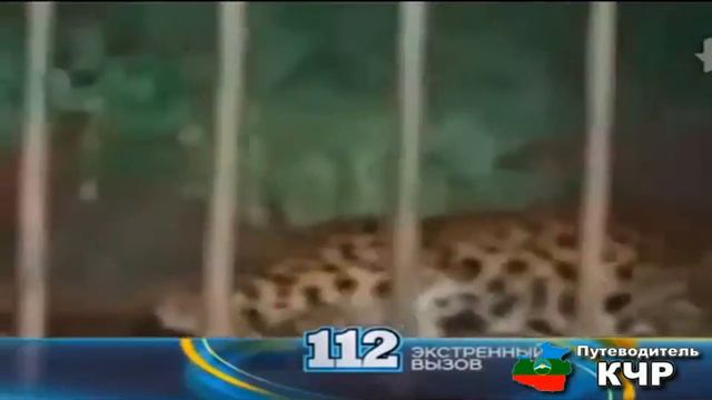 В Карачаево-Черкессии закрывают зоопарк смотреть онлайн