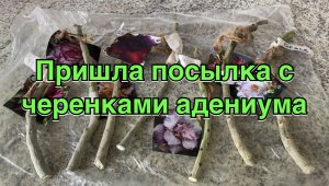 Получила посылку от подписчицы с черенками адениумов красивых сортов. 19 июня 2024 г.