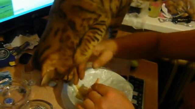 Кота и креветки....))) смотреть онлайн