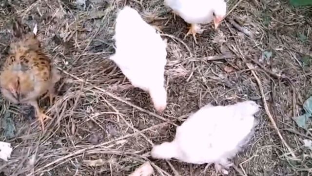 #ЕЙСК, #ДАЧИ ?Цены на бруски и доски. собираем урожай! Гуляем с Федей и Тайсоном. Нашли виноград смотреть онлайн