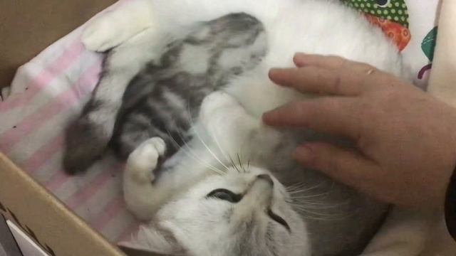 Тигру 2 недели🐯 . Глазки еще закрыты смотреть онлайн