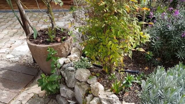 КАК я ВЫРАЩИВАЮ РОЗЫ в горшках.В саду у provence-allochka