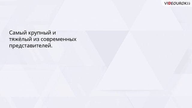 Видеоурок «Всемирный день пингвинов» смотреть онлайн