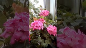 Цветущие пеларгонии ноябрь 2021 выпуск №7 #мойсеянец #пеларгонія #pelargonium