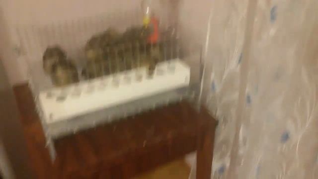 Перепелки в квартире. смотреть онлайн