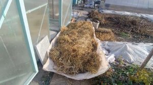 Укрытие винограда на зиму в теплице.