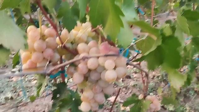 Поздняя форма винограда 31 августа 2024. Виноградник Щереденкова В. А.mp4